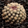 Pediocactus_knowltonii